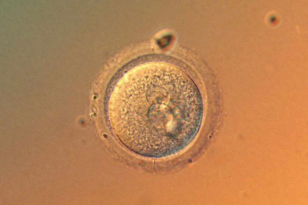 Human eggs accumulate fewer mutations than previously believed. Human eggs accumulate fewer mutations than previously believed