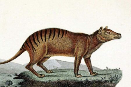 Insights from the Thylacine Genome Reveal Reasons for Its Extinction