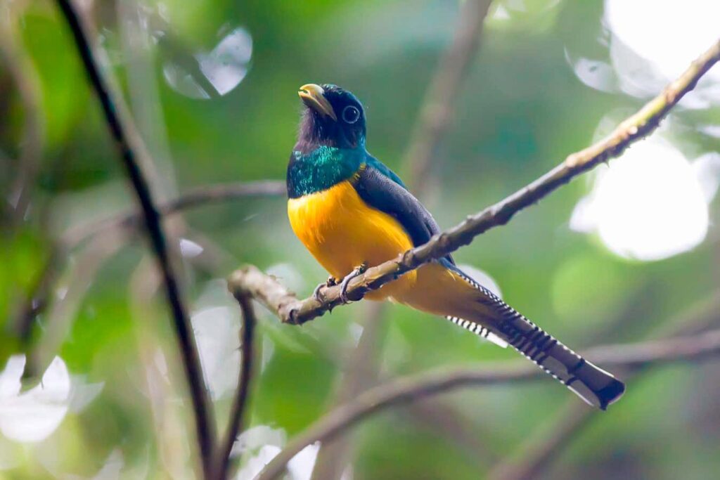 Intense Heat Leads to Significant Decline in Tropical Bird Populations