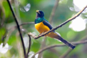 Intense Heat Leads to Significant Decline in Tropical Bird Populations