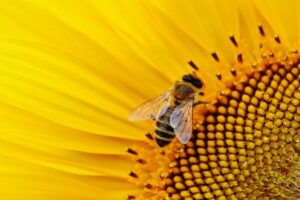 Is the Bee Crisis Really a Hoax