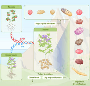 New Research Suggests Potatoes Evolved from Tomato Plants 8 9 Million