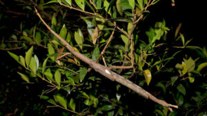 Newly Discovered Giant Stick Insect Species in Australia