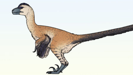 Newly Discovered Mongolian Bird-like Dinosaurs boasted Strong, Robust Hands Newly Discovered Mongolian Bird like Dinosaurs boasted Strong Robust Hands