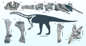 Oldest Known Sauropodmorph Dinosaurs Discovered in East Asia Excavated in