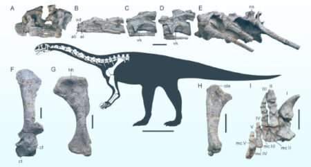 Oldest Known Sauropodmorph Dinosaurs Discovered in East Asia, Excavated in China Oldest Known Sauropodmorph Dinosaurs Discovered in East Asia Excavated in