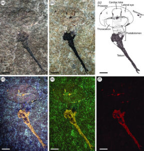 Paleontologists Uncover the First Known Silurian Horseshoe Shaped Crab