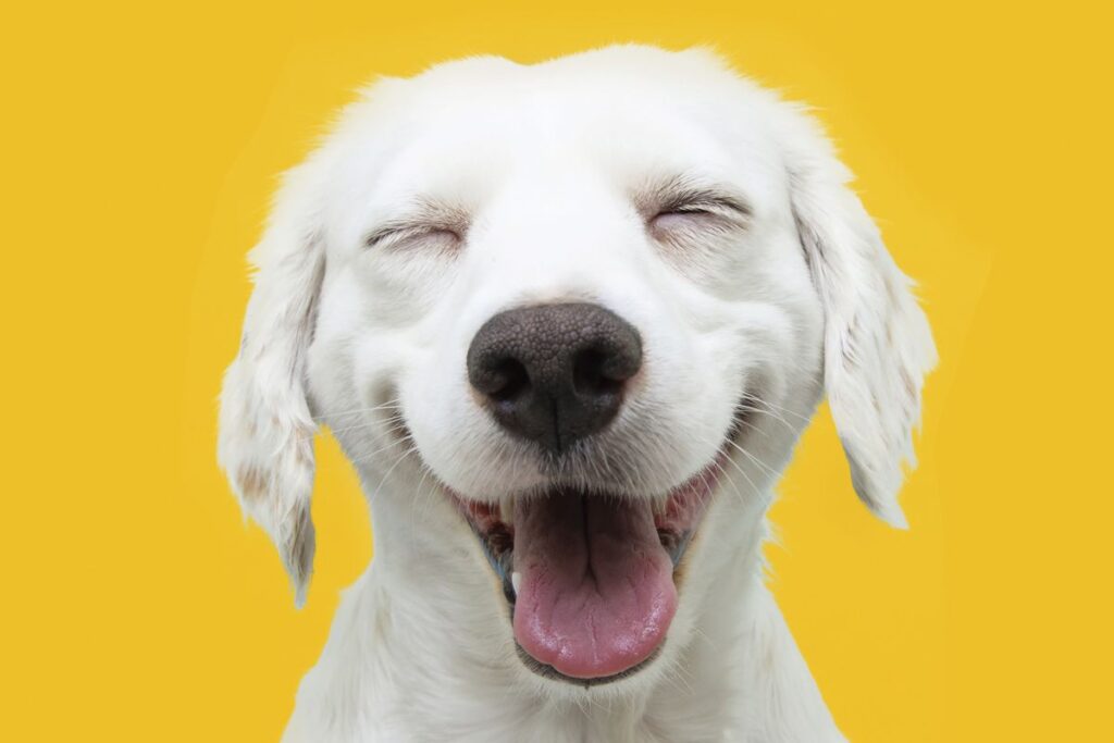 Science-Backed Tips: Six Simple Ways to Enhance Your Dog’s Life Instantly Science Backed Tips Six Simple Ways to Enhance Your Dogs Life