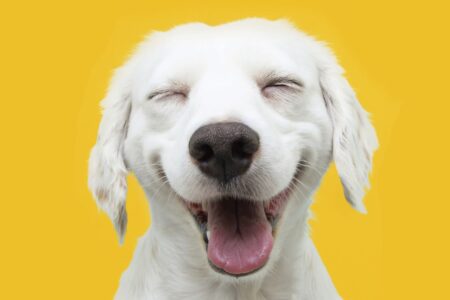 Science Backed Tips Six Simple Ways to Enhance Your Dogs Life