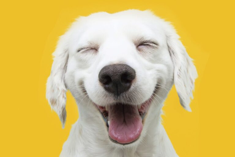 Science-Backed Tips: Six Simple Ways to Enhance Your Dog’s Life Instantly Science Backed Tips Six Simple Ways to Enhance Your Dogs Life
