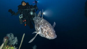 Scientists Obtain Rare Images of Indonesian Coelacanth