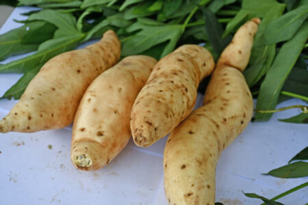 Scientists Unlock the Genome of Sweet Potatoes