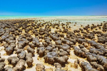 The Unusual Microbial Alliance Reveals the Evolution of Complex Life The Unusual Microbial Alliance Reveals the Evolution of Complex Life