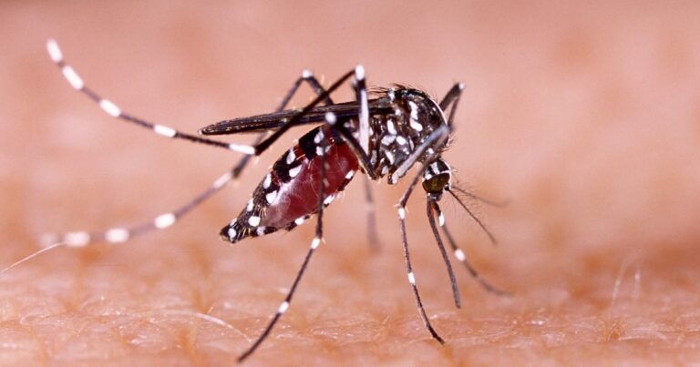 The mosquito growth crisis in Las Vegas is a ticking