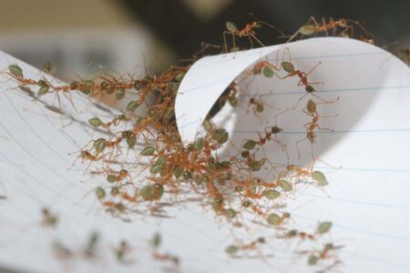 These Ants Are Among Nature’s Most Efficient Teams These Ants Are Among Natures Most Efficient Teams