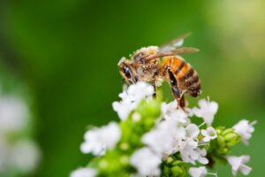 Two Unwelcome Viruses Could Be Disrupting Honeybee Flight