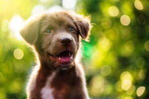 Understanding Your Dogs Emotions A Guide to Their Feelings