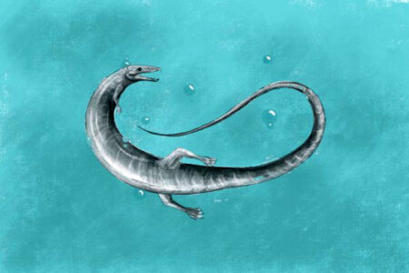 Unique Fossil of a Boys Chest Dragon Unearthed in Germany