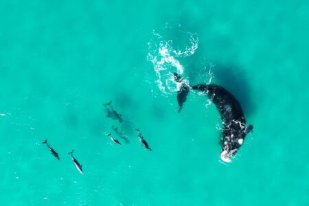 Whales and Dolphins Forge an Unexpectedly Adorable Friendship