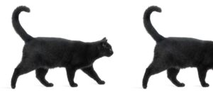 What Deja Vu or Its Absence Reveals About Your Brain