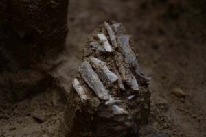 30000 Years Ago A Toolkit Reveals the Contents of Ancient