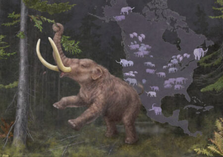 Ancient DNA Reveals Greater Genetic Diversity in Mastodons Than Previously Thought. Ancient DNA Reveals Greater Genetic Diversity in Mastodons Than Previously