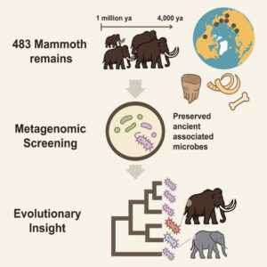 Ancient Mammoth Remains Yield the Oldest Host Related Microbial DNA on