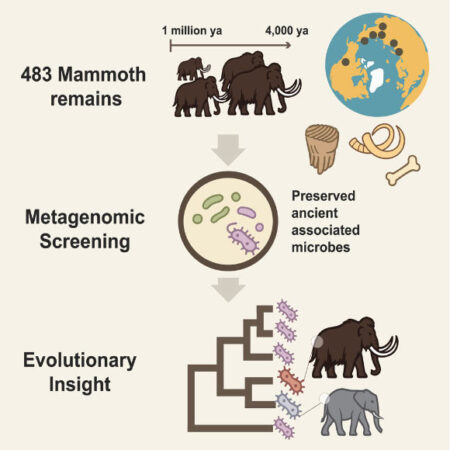Ancient Mammoth Remains Yield the Oldest Host Related Microbial DNA on