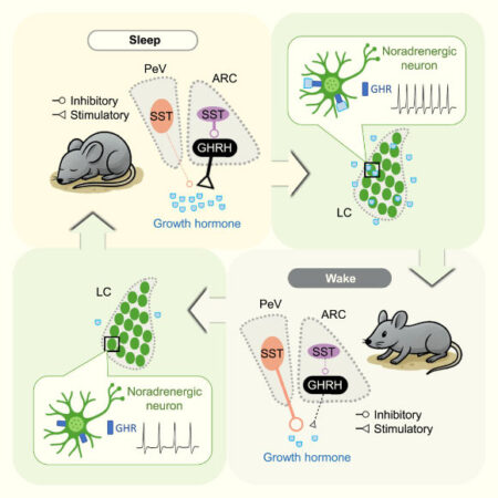 Animal Study Reveals New Insights into the Interaction Between Sleep