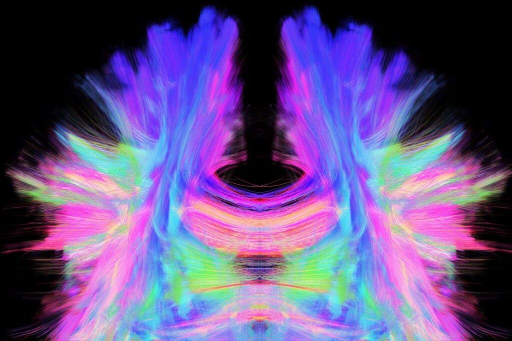 Brain Structure Mapping Alone Fails to Capture Its Functionality Brain Structure Mapping Alone Fails to Capture Its Functionality