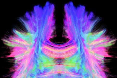 Brain Structure Mapping Alone Fails to Capture Its Functionality