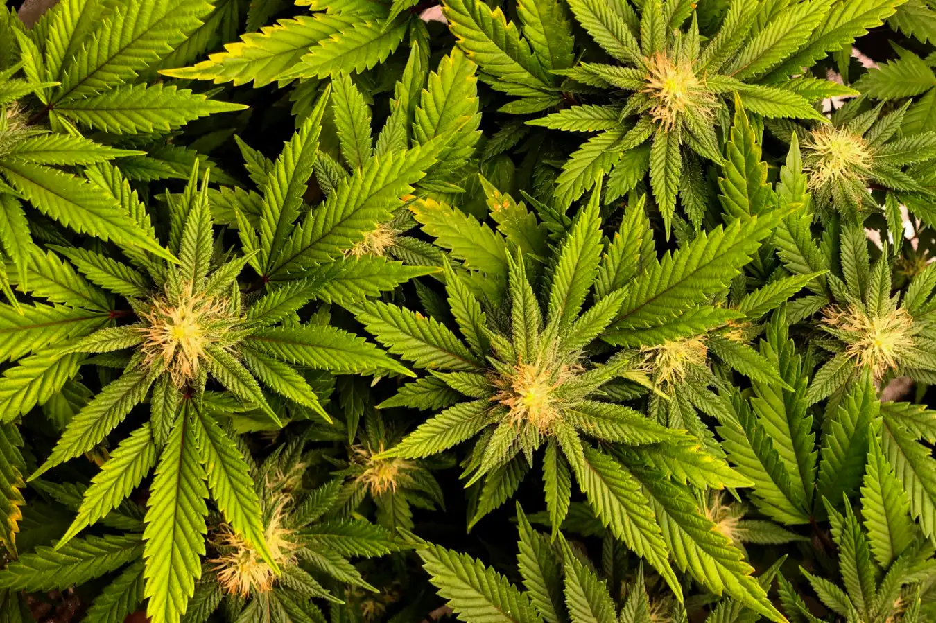 Cannabis Extracts Demonstrated to Relieve Back Pain