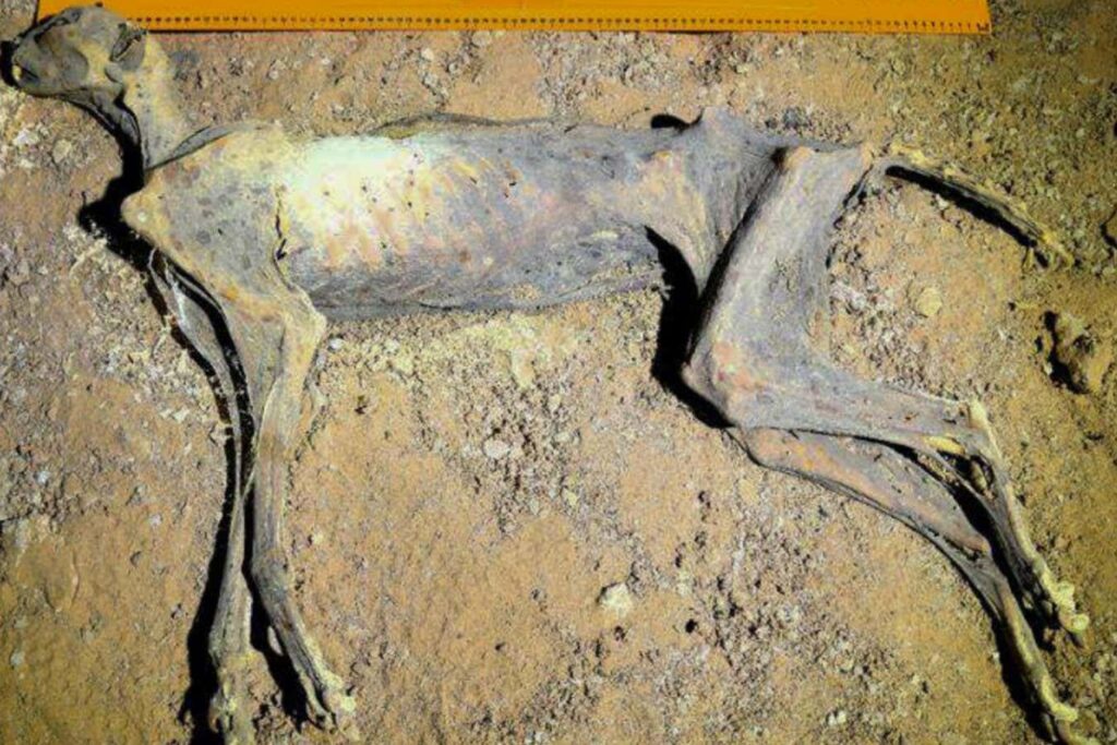 Cheetah Discovered Preserved as a Mummy in a Cave in