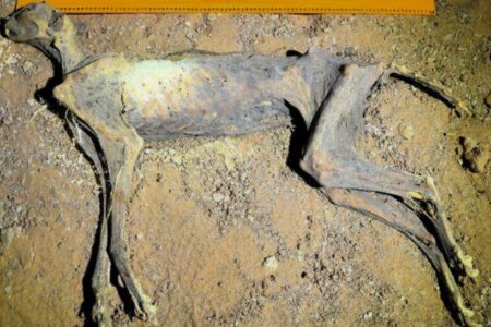 Cheetah Discovered Preserved as a Mummy in a Cave in Saudi Arabia Cheetah Discovered Preserved as a Mummy in a Cave in