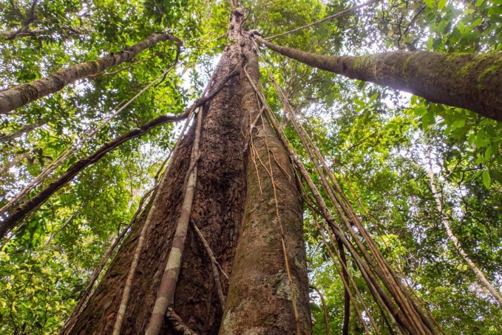 Climate Change is Encouraging Tree Growth in the Amazon Rainforest
