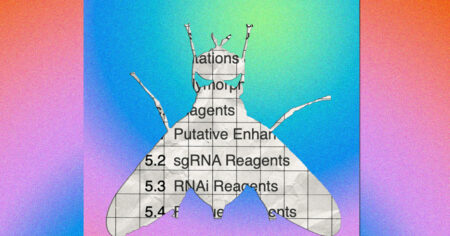 Database of Small Fruit Flies