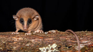 Discovery of a New Marsupial Species in Peru