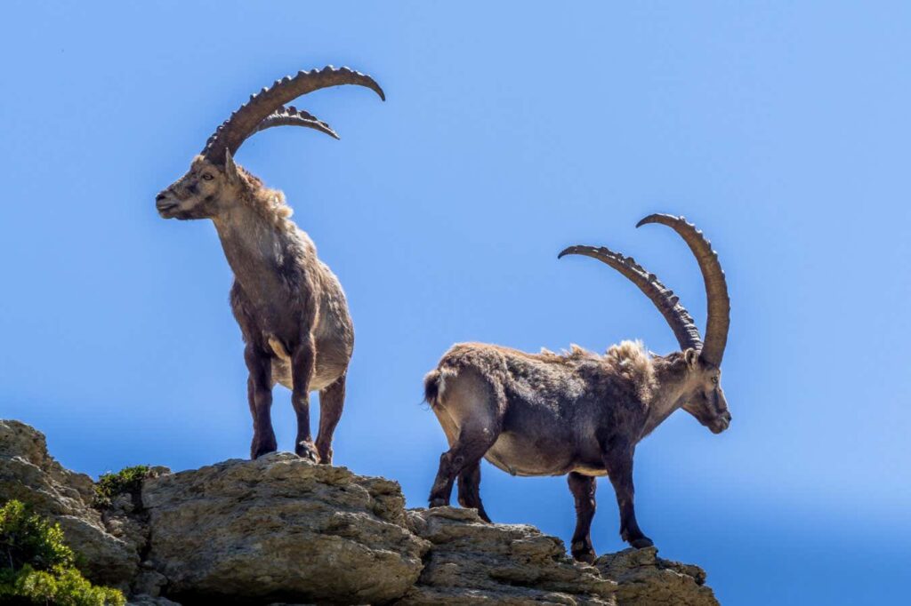 Early Neanderthals Pursued Ibex on Steep Mountain Terrain