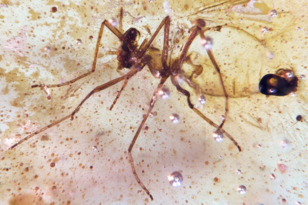 Incredible Amber Deposits Have Preserved Insects Since the Dinosaur Era