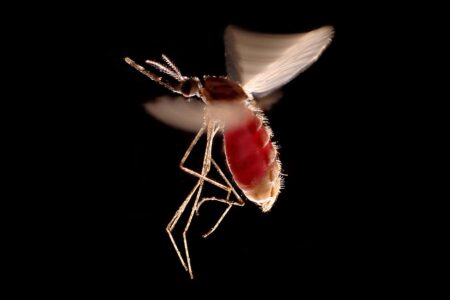 Indulgent Habits Can Make You a Magnet for Mosquitoes