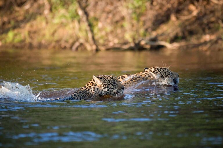 Jaguar Sets Records by Swimming Over 1.3 Kilometers Jaguar Sets Records by Swimming Over 13 Kilometers
