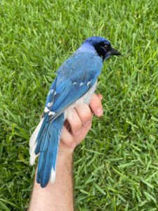 New Hybrid Species of Blue and Green Jays Found in