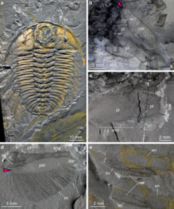 New Research Uncovers the Secrets of Burgess Shale Trilobites