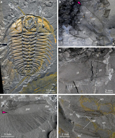 New Research Uncovers the Secrets of Burgess Shale Trilobites