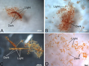 New Study Validates the Presence of Partial Hemoglobin in Dinosaur