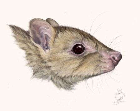 Newly Discovered Marsupial Species in Australia Newly Discovered Marsupial Species in Australia