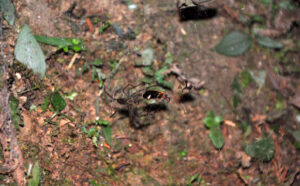 Nocturnal Spiders Employ Captured Fireflies as Luminous Lures to Entice