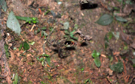 Nocturnal Spiders Employ Captured Fireflies as Luminous Lures to Entice