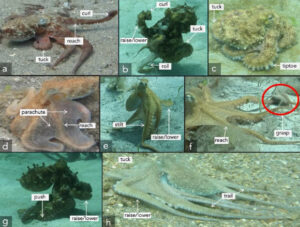 Octopuses Prefer Specific Arms for Specific Tasks