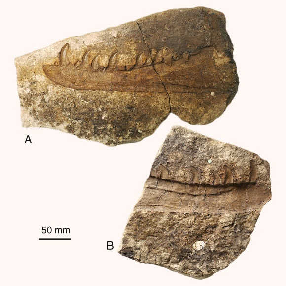 Paleontologists Discover New Triassic Dinosaur Species